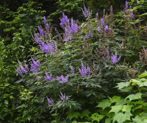 vitex Vitex, Chaste Tree, in a landscape.
