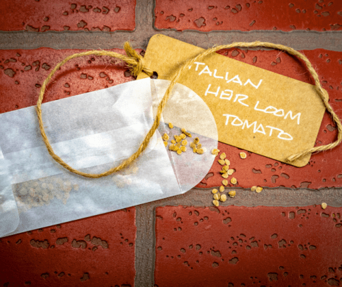saving-heirloom-tomato-seeds Saving heirloom tomato seeds