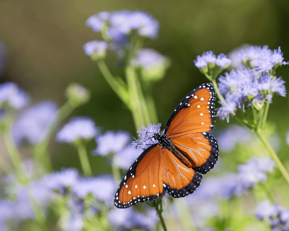 blue-mistflower-what-attracts-pollinators-to-flowers Gregg's Blue Mistflower.