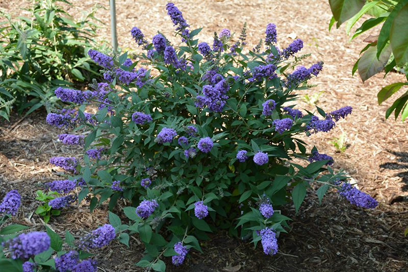 how-to-grow-a-butterfly-bush-blue-chip-buddleia-davidii Blue Chip Buddleia davidii, for how to grow a butterfly bush blog.