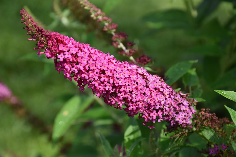 how-to-grow-a-butterfly-bush-miss-molly Miss Molly buddleia davidii for how to grow a butterfly bush blog.