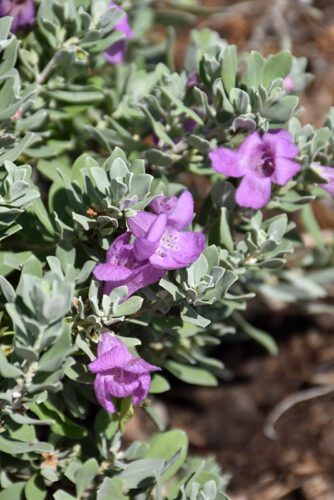 Renegade-cenizo-texas-sage Renegade-cenizo-texas-sage