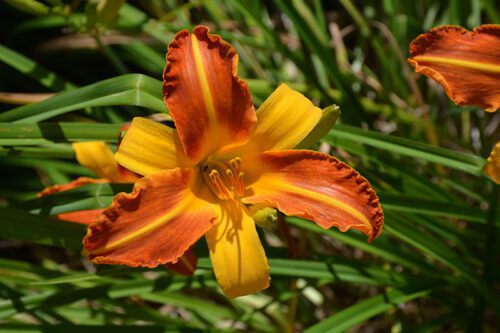 Daylily bulbs in bloom.