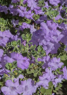 Leucophyllum-langmaniae-Lynn's-Legacy-cenizo-texas-sage' Lynn's Legacy Cenizo, Texas Sage