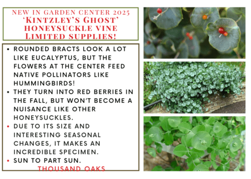 Lions Tail - 2025-06-19T121534.750 Begonia