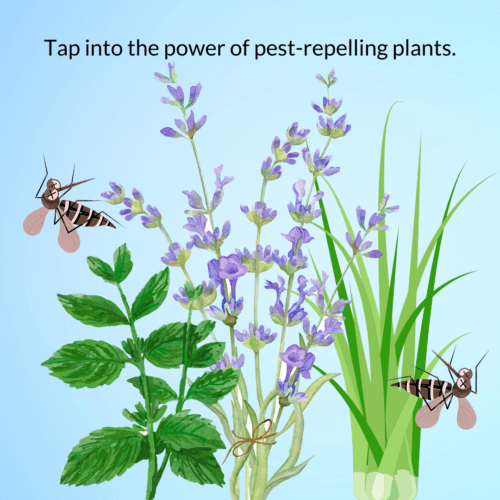 best-mosquito-control-for-lawns Graphic of insect repelling plants.