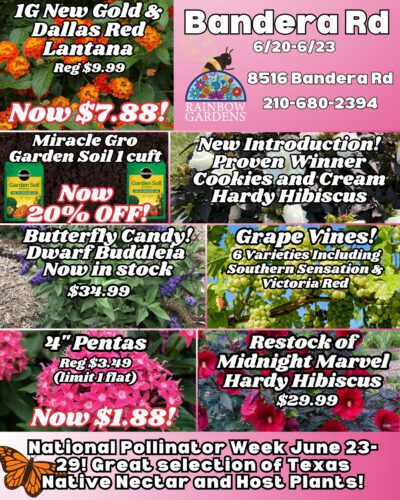 Seed potatoes in stock!.png.PNG (6) Bandera weekly highlights.