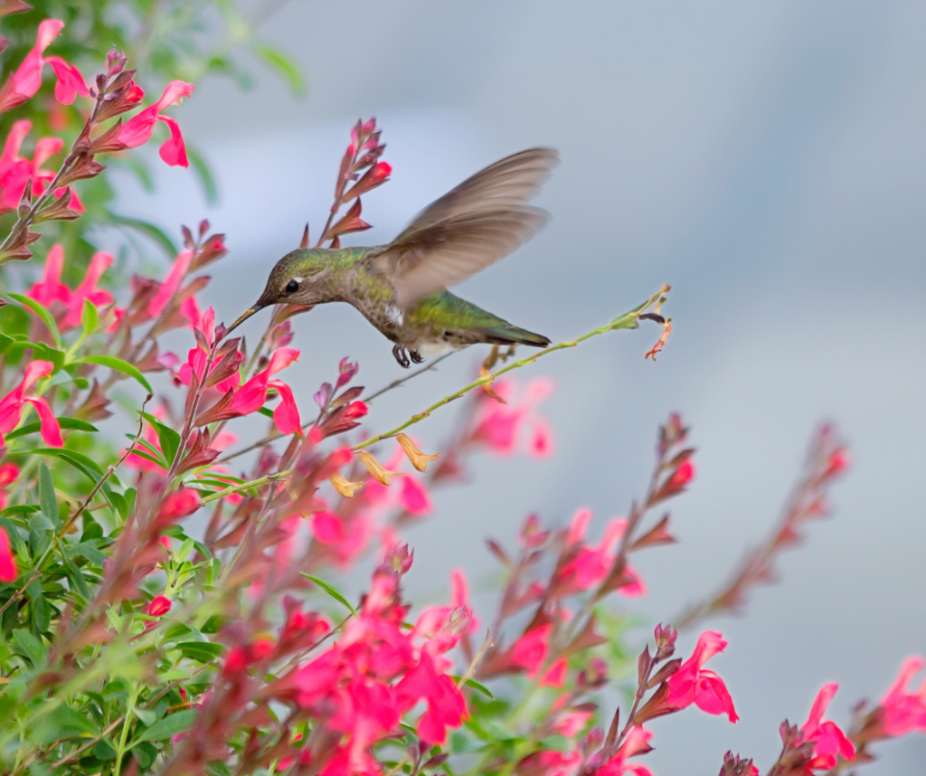 what-attracts-pollinators-to-flowers-flower-shapes What Attracts Pollinators to Flowers. Hummingbird with salvia.
