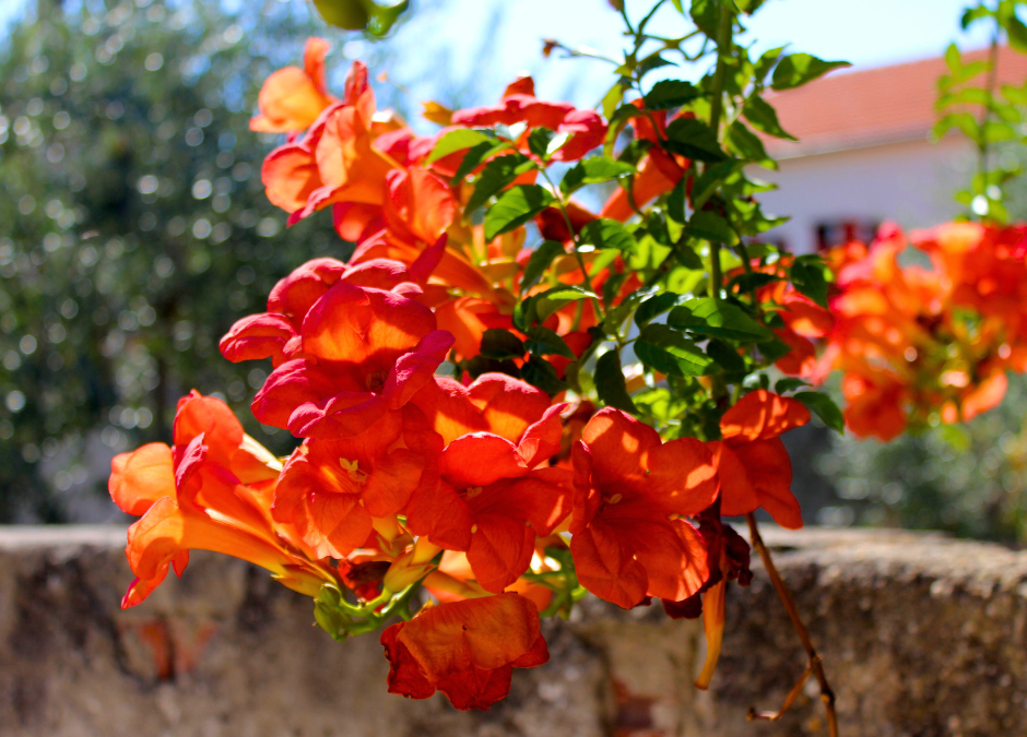 Texas Esperanza Plant: Dwarf Kalama Esperanza Varieties