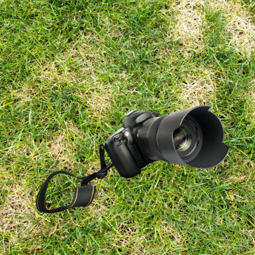 pests-and-diseases-camera Lawn with disease with a camera.