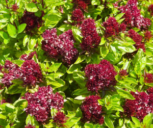 cardinal-basil (1) Lavender is a great San Antonio herb.