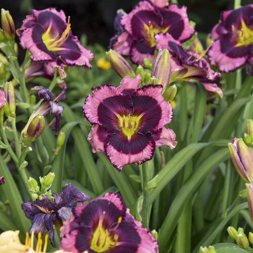 storm-shelter-daylily-bulbs Storm Shelter daylily bulbs.