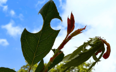 Holes in Leaves? You Might Have Leaf Cutter Bees.