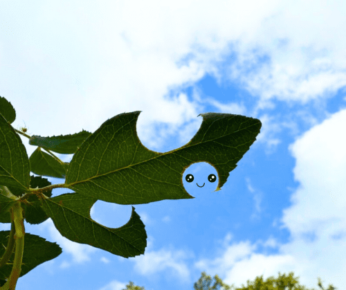 leaf-cutter-bees-holes-leaves Leaf Cutter Bees Damage.