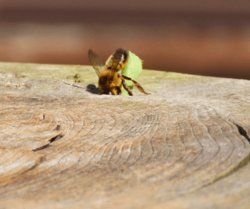 bee-wood-leaf Bee taking leaf into wood.
