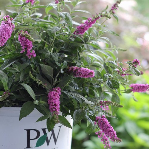How to Grow a Butterfly Bush, Buddleia davidii
