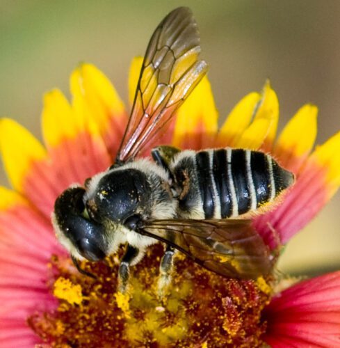 leaf-cutter-bees-megachile-mcculloch-lg Leaf Cutter Bee from USDA