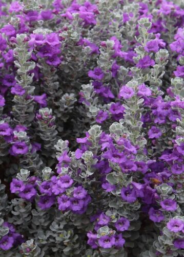 microburst-cenizo-texas-sage Microburst cenizo texas sage