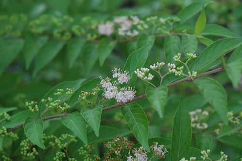 benefits-of-beautyberry Flowers on a beautyberry.