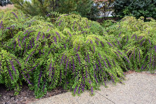 benefits-of-beautyberry Beautyberry in the lansdscape.
