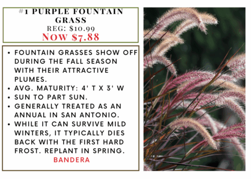 Lions Tail - 2025-07-08T104526.041 Pro Mix Potting Soil