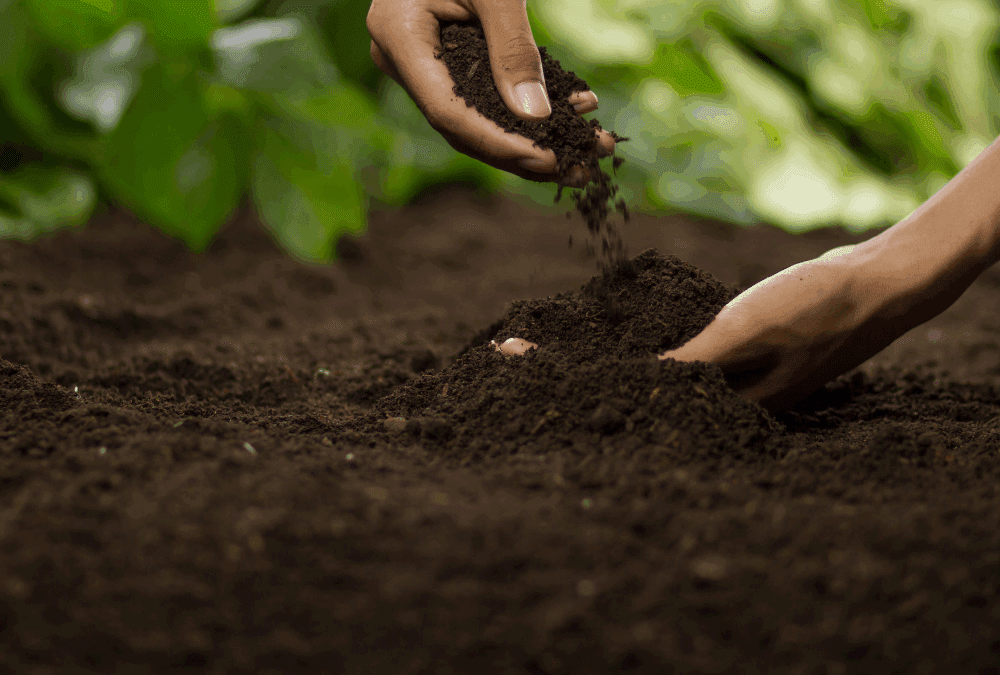 Why Building Healthy Garden Soil Matters So Much