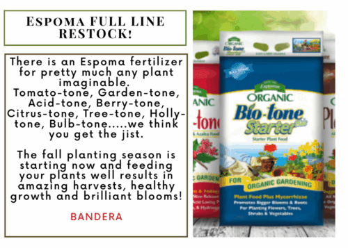 Lions Tail - 2025-07-31T143042.766 Pro Mix Potting Soil
