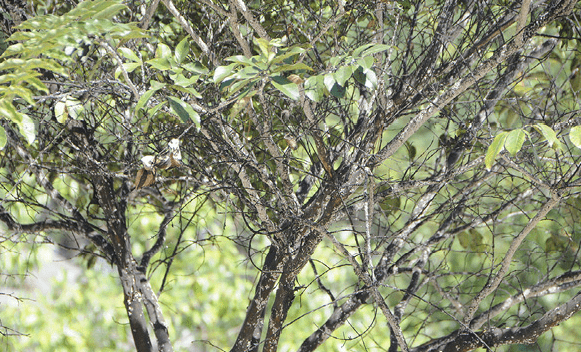 Crape-myrtle-bark-scale-treatment Crape myrtle bark scale treatment needed.