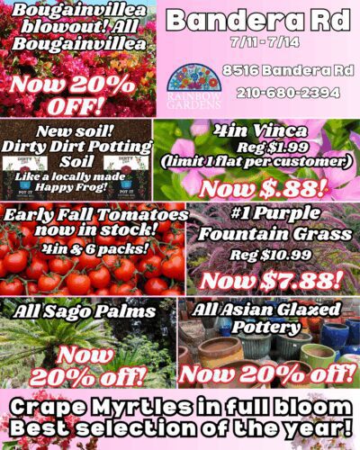 Seed potatoes in stock!.png.PNG (13) Bandera weekly highlights.