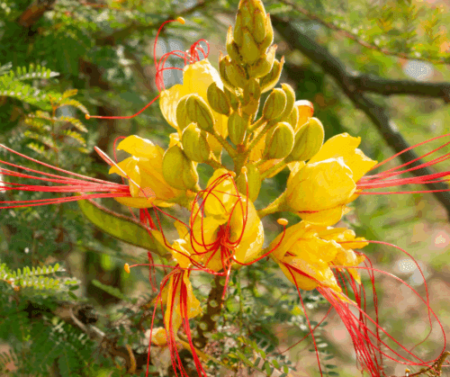 pride-of-barbados-caesalpinia-gilliesii Pride of Barbados varieties: Caesalpinia gilliesii