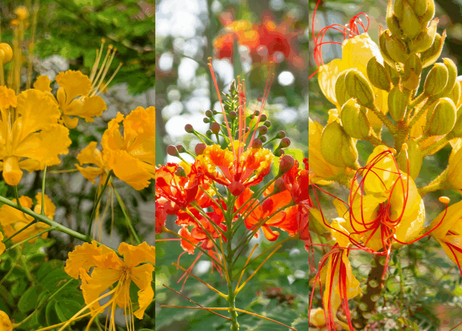 Pride of Barbados Varieties for San Antonio, Texas Gardens