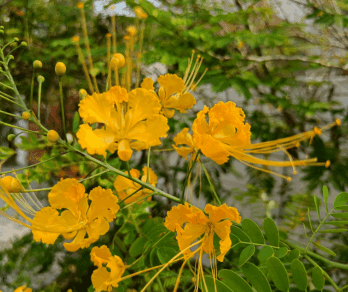 pride-of-barbados-caesalpinia-mexicana Pride of Barbados varieties: Caesalpinia mexicana