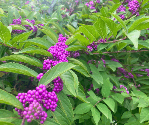benefits-of-beautyberry Benefits of Beautyberry are numerous.