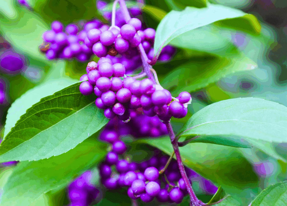 beautyberry