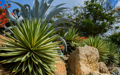 Evaluating Planting Agave, Cactus and Other Desert Specimens
