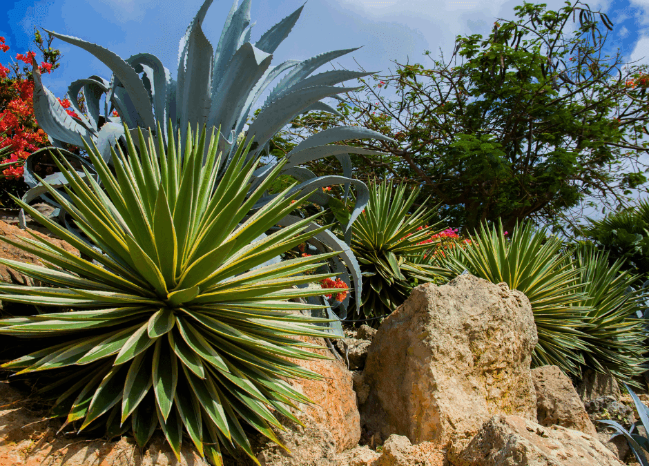 Evaluating Planting Agave, Cactus and Other Desert Specimens