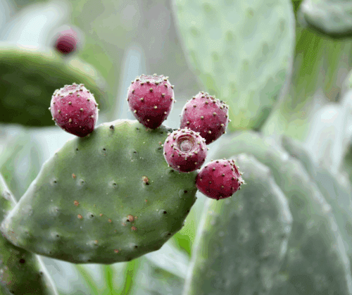 planting-agave-cactus-and-other-desert-specimens Prickly pear cactus