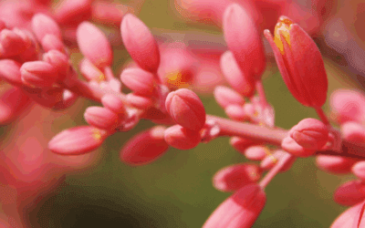 How to Grow Hesperaloe Parviflora: A Guide to Not-Just-Red Yucca