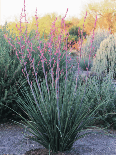 little-giant-hesperaloe-yucca-civano Little Giant Hesperaloe