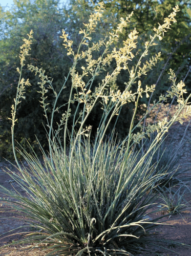 little-miss-sunshine-hesperaloe-yucca-civano Little Miss Sunshine hesperaloe.