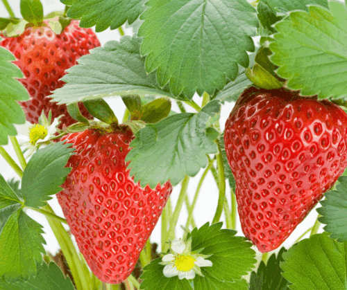 growing-berries-strawberries Growing Berries