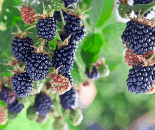 growing-berries-blackberries Blackberries