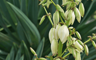 Planting and Growing Soft-Leaf Yucca in San Antonio, Texas