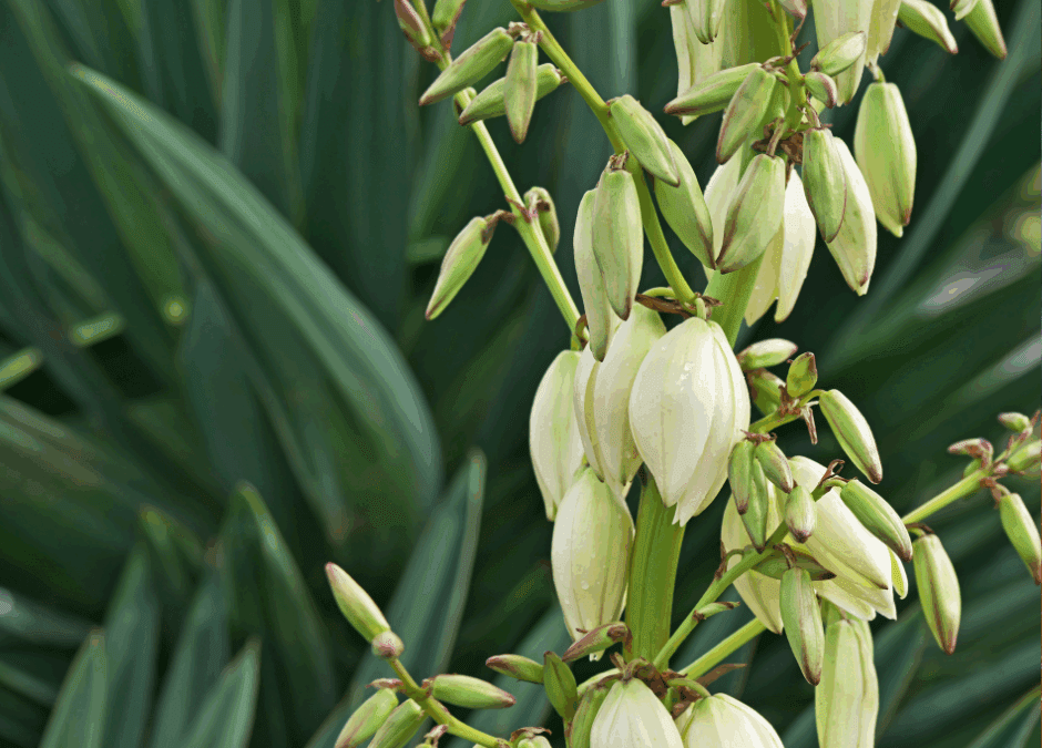Planting and Growing Soft-Leaf Yucca in San Antonio, Texas