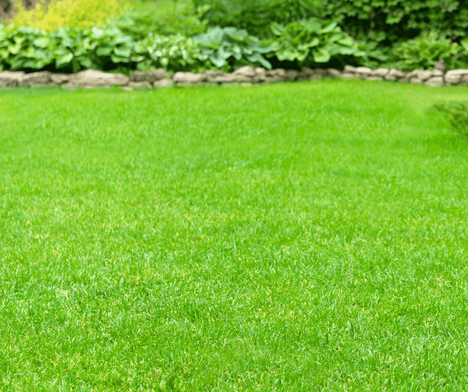 green-grass-weed-free Weed free lawn.