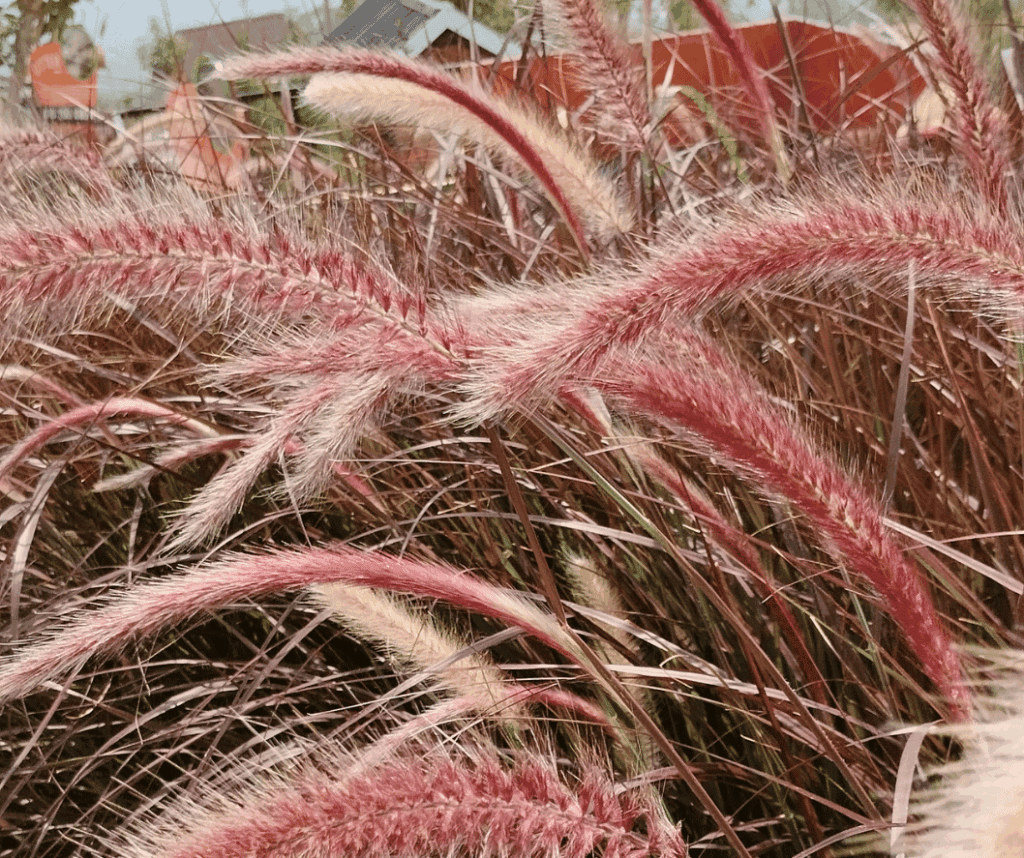 ornamental-grass-purple-fountain-grass Purple Fountain ornamental grass in bloom.