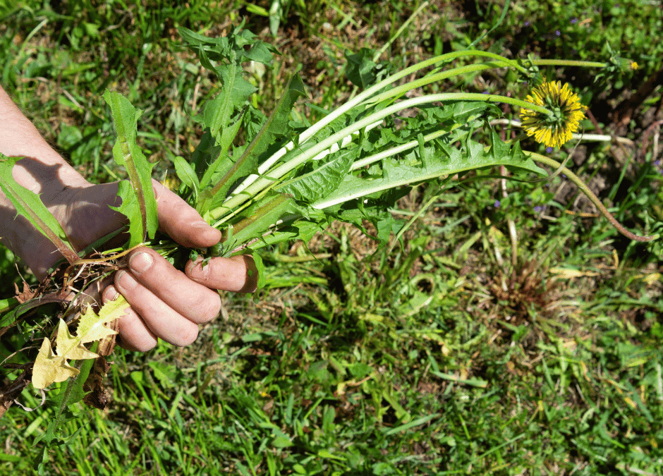 Why You Need Weed Pre Emergent Fall and Spring in San Antonio