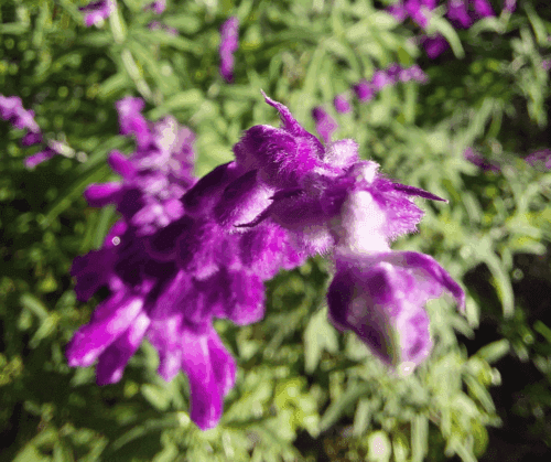mexican-bush-sage-salvia-leucantha Mexican Bush Sage (Salvia leucantha)