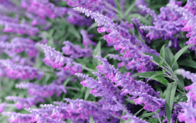 Growing Mexican Bush Sage (Salvia Leucantha) in San Antonio