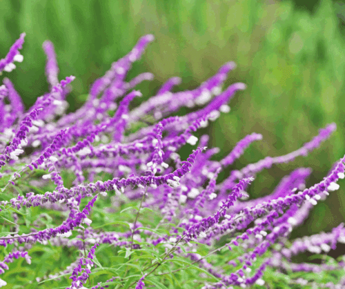salvia-sage Close up of gorgeous purple sage/salvia